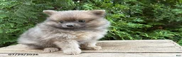 Pomeranian dogs for sale: Zeke - Ad 1