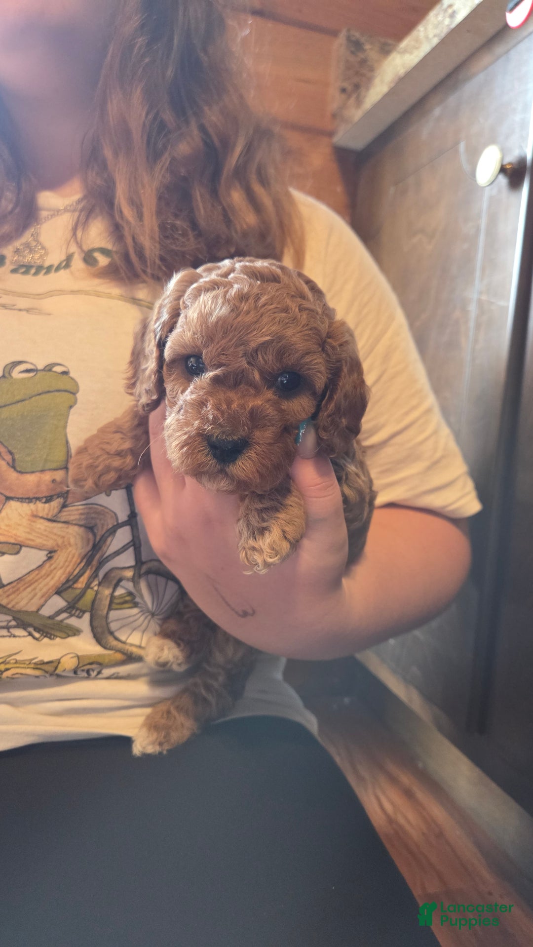 Cavapoo dogs for sale: River - Ad 9