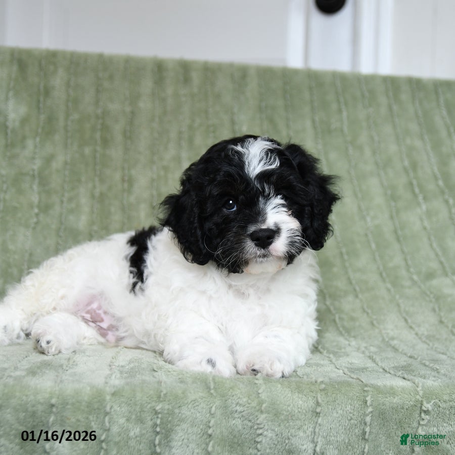 Cavapoo dogs Komet - Ad 36