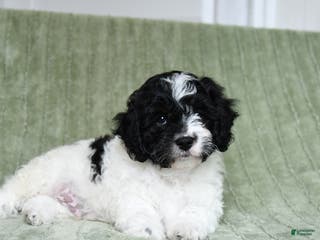 Cavapoo dogs Komet - Ad 40