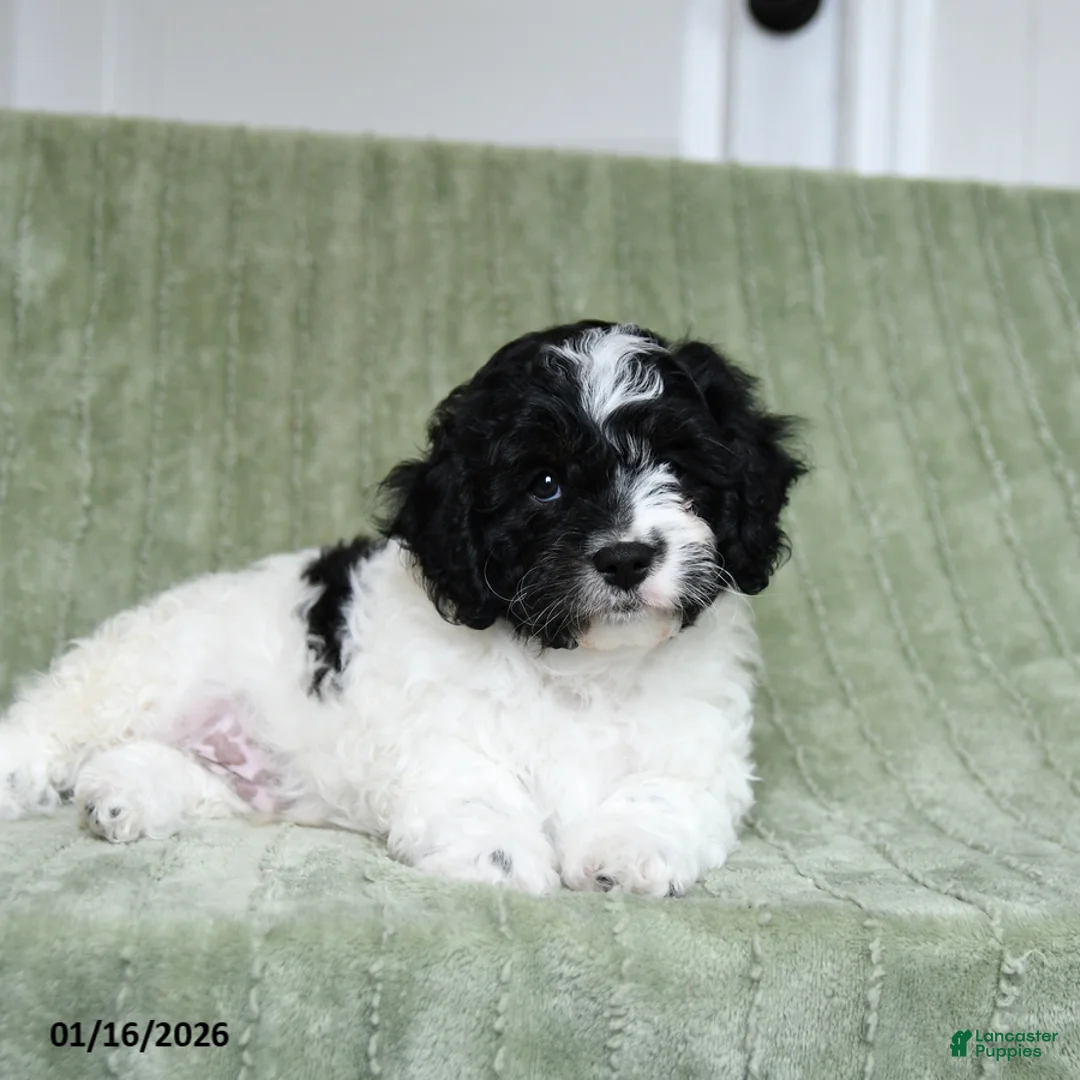 Cavapoo dogs for sale: Komet - Ad 1