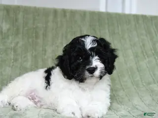 Cavapoo dogs Komet - Ad 38