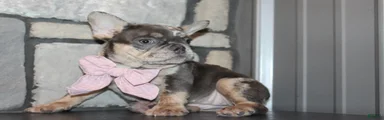 AKC Bella