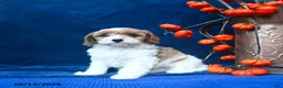 Cavapoo dogs for sale: Jaxon  - Ad 3