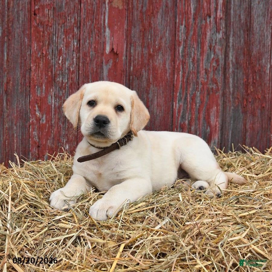 Labrador Retriever dogs Buddy - Ad 2