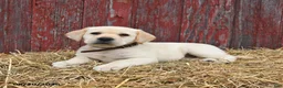 Labrador Retriever dogs for sale: Buddy - Ad 2