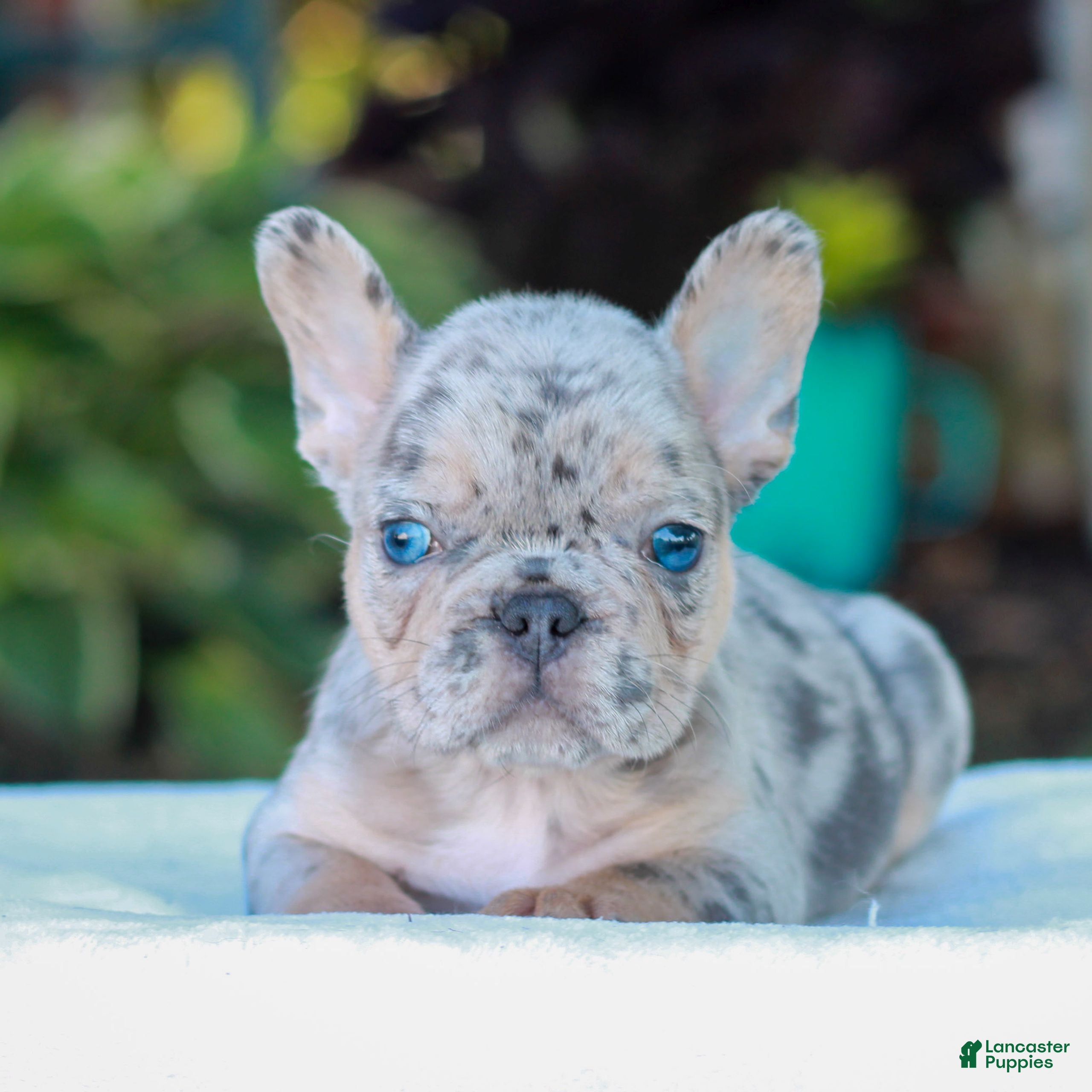 French Bulldog dogs for sale: Davis  - Ad 2