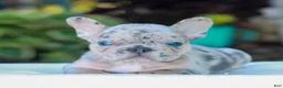 French Bulldog dogs for sale: Davis  - Ad 2