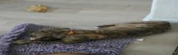 Mixed Breed dogs for sale: Mixed Breed 3 - Ad 5