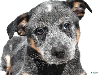Australian Cattle Dog dogs - Ad 25