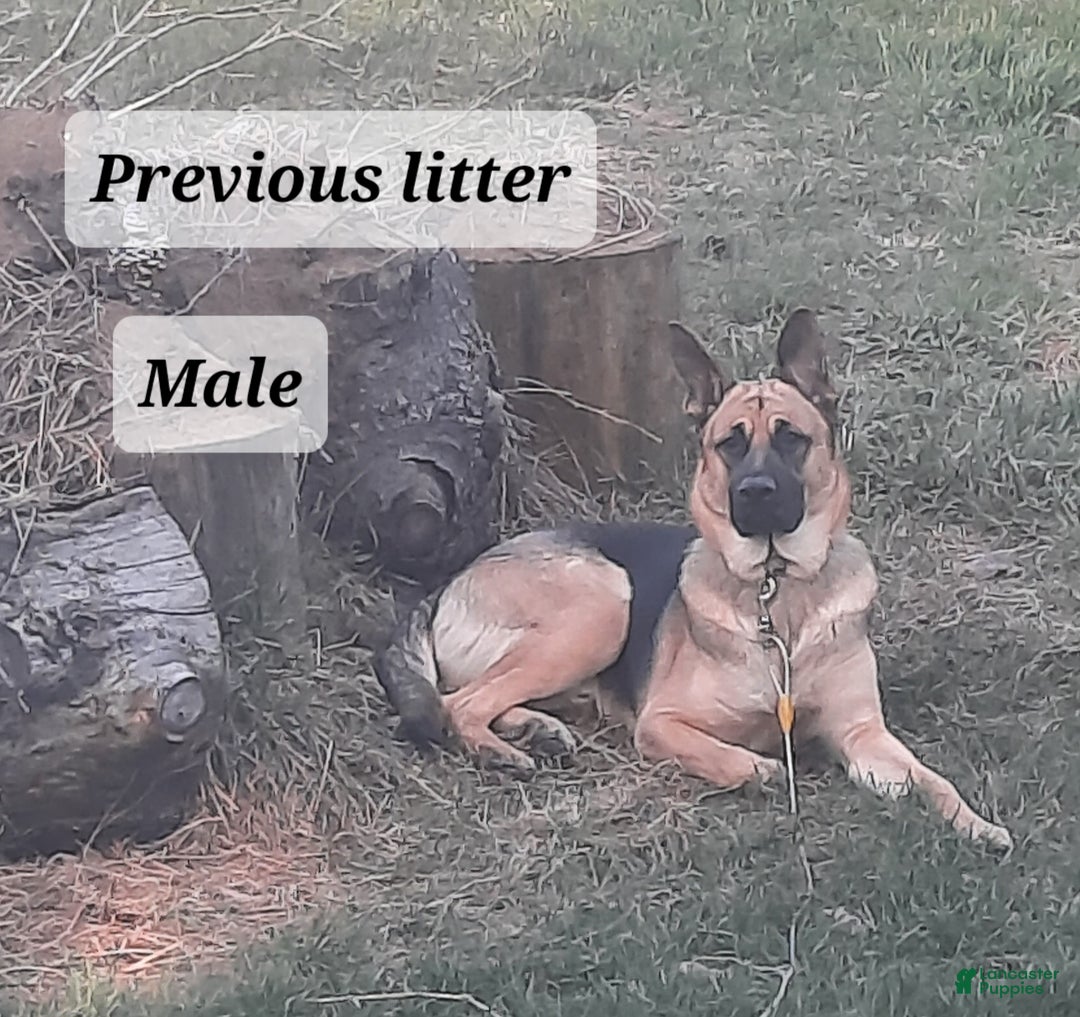 German Shepherd dogs for sale: Diamond - Ad 43