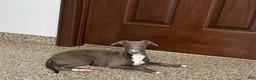 Italian Greyhound dogs for sale: Henry - Ad 10