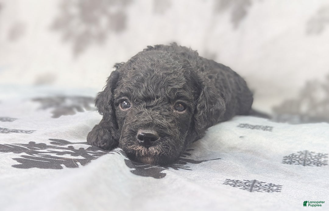 Cockapoo dogs for sale: Crescent - Ad 28