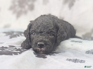 Cockapoo dogs Crescent - Ad 39