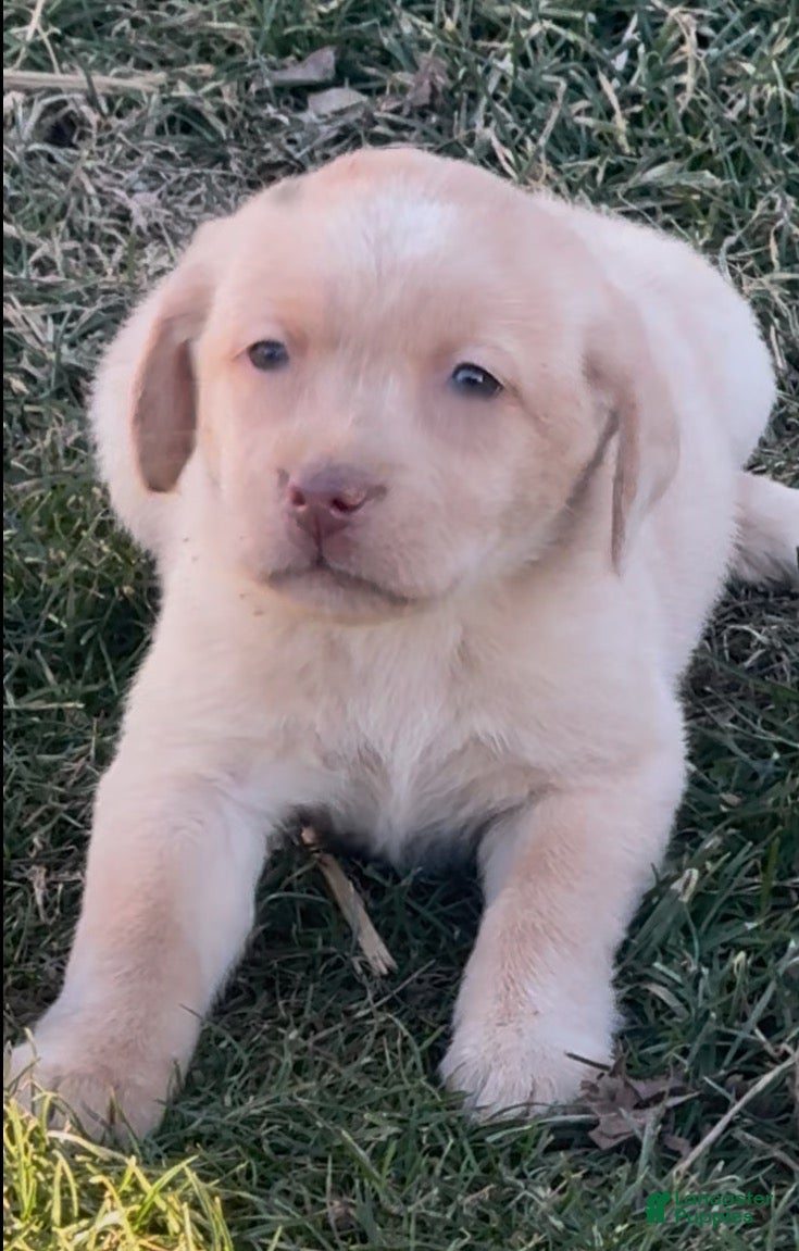 Labrador Retriever dogs Labrador Retriever Puppy 1 - Ad 2