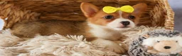 Welsh Corgi Pembroke dogs for sale:  Yvonne 🎀 - Ad 13