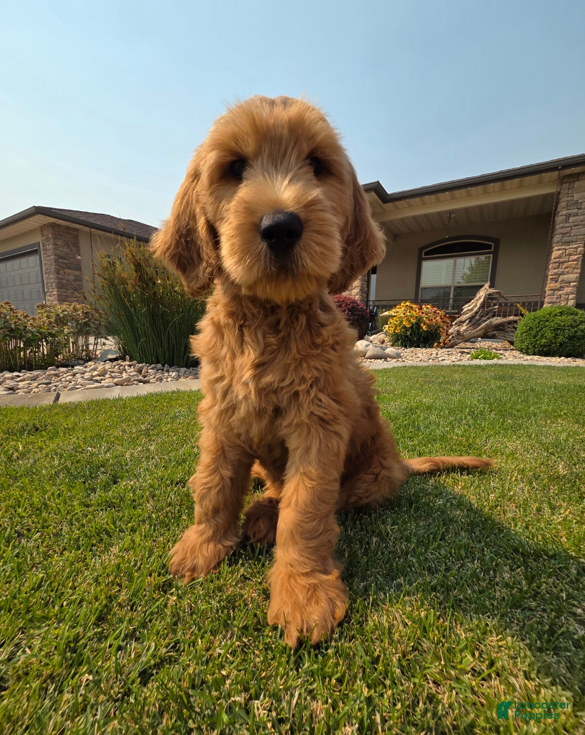 Goldendoodle dogs Peanut  - Ad 1