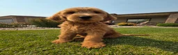 Goldendoodle dogs for sale: Peanut  - Ad 1