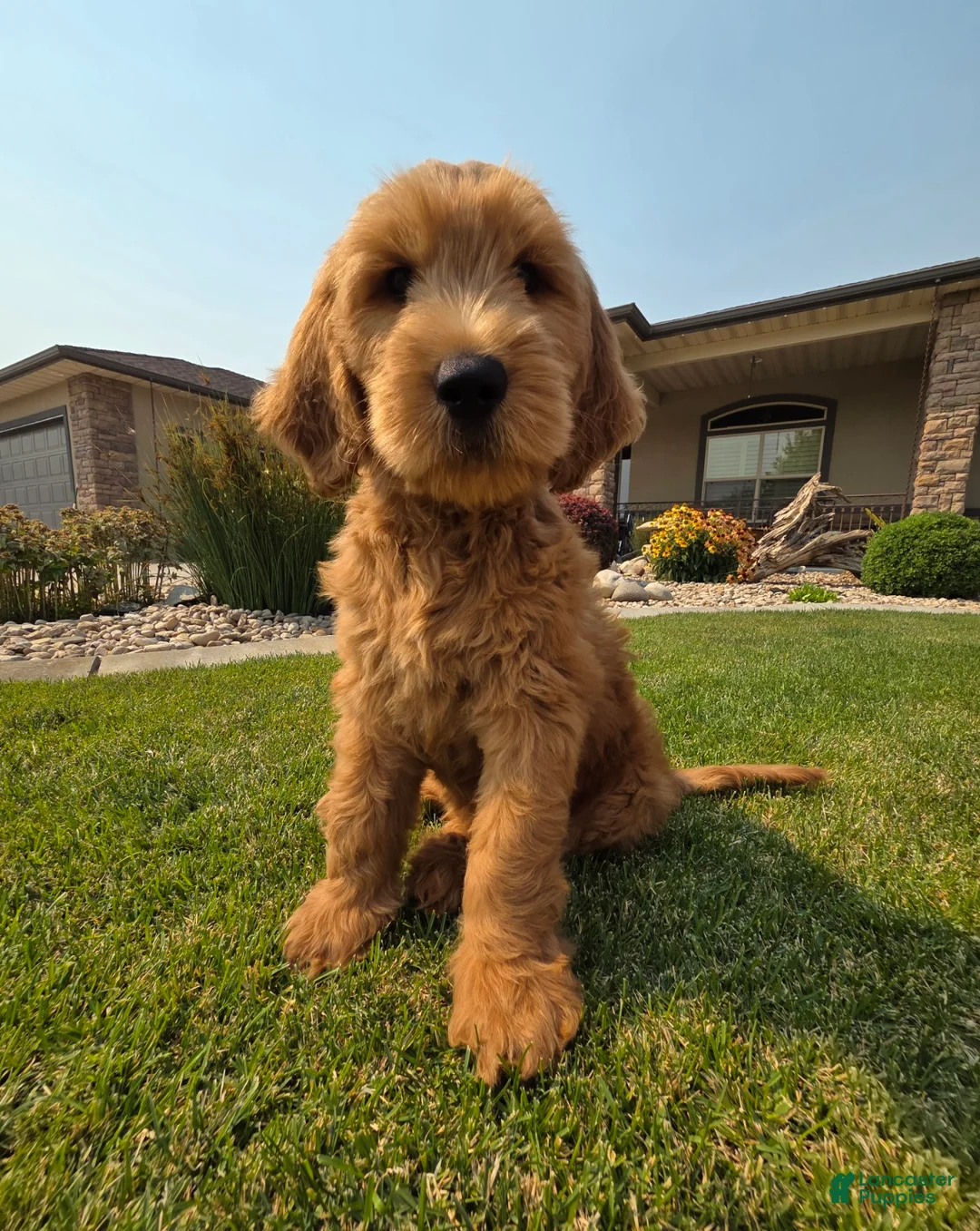 Goldendoodle dogs for sale: Peanut  - Ad 1