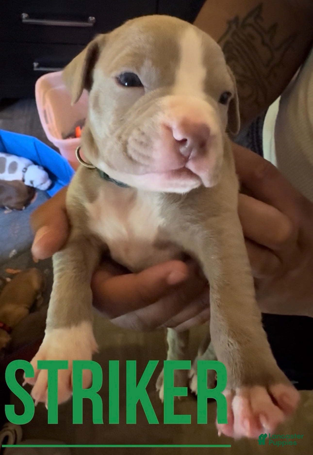 American Pit Bull Terrier dogs American Pit Bull Terrier 5 - Ad 8