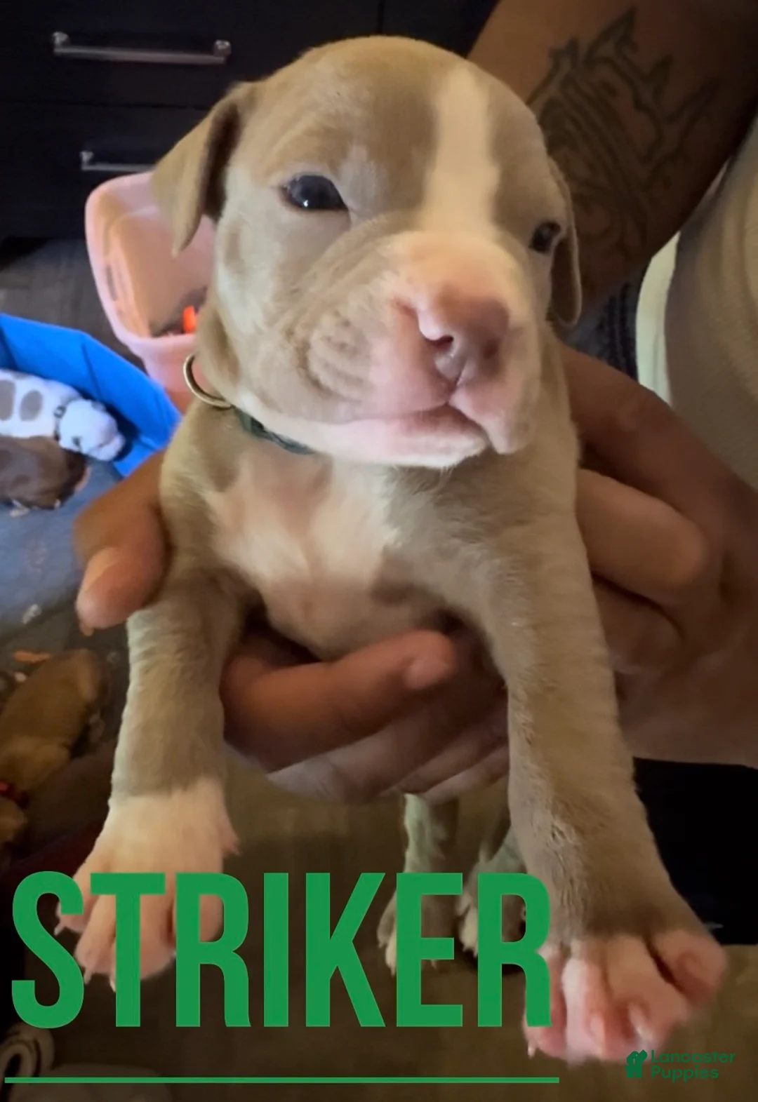 American Pit Bull Terrier dogs for sale: American Pit Bull Terrier 5 - Ad 1