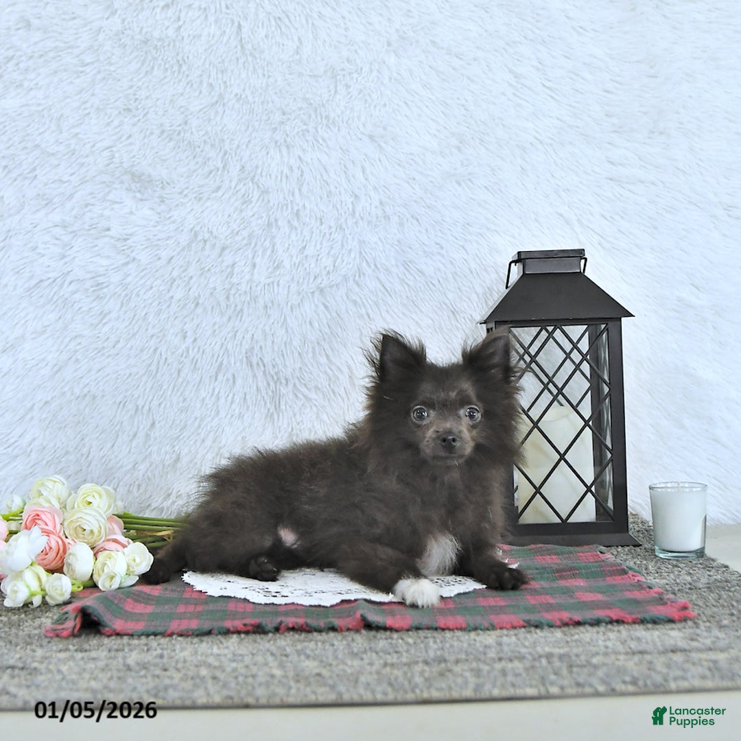 Pomeranian dogs for sale: Lincoln  - Ad 5