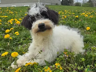 Schnoodle dogs for sale: Denver - Ad 2