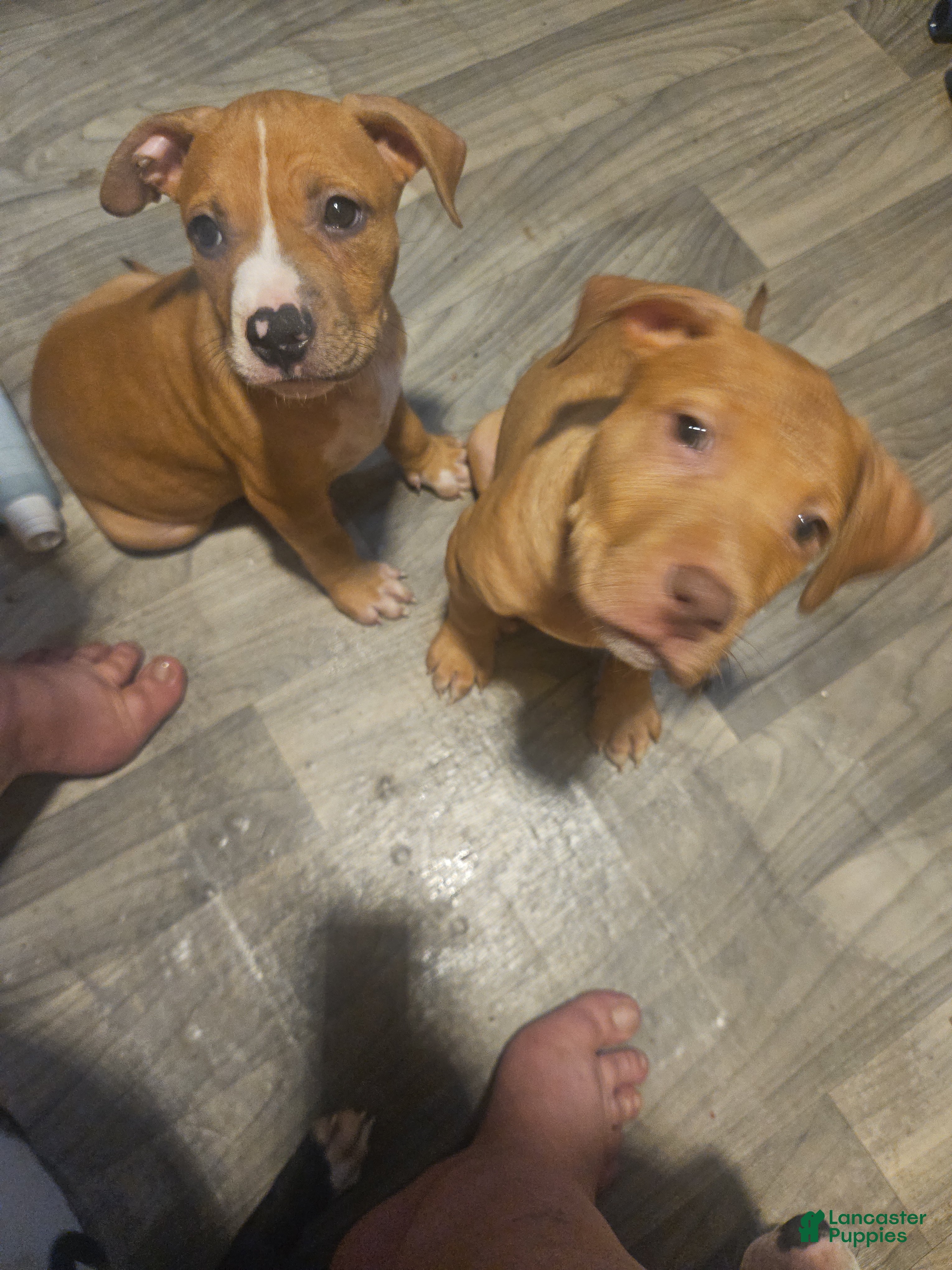 American Pit Bull Terrier dogs American Pit Bull Terrier 10 - Ad 13