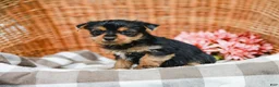 Yorkshire Terrier dogs for sale: Marley - Ad 3