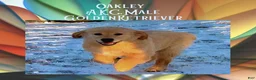 Golden Retriever dogs for sale: Oakley, Golden Retriever, Male - Ad 8