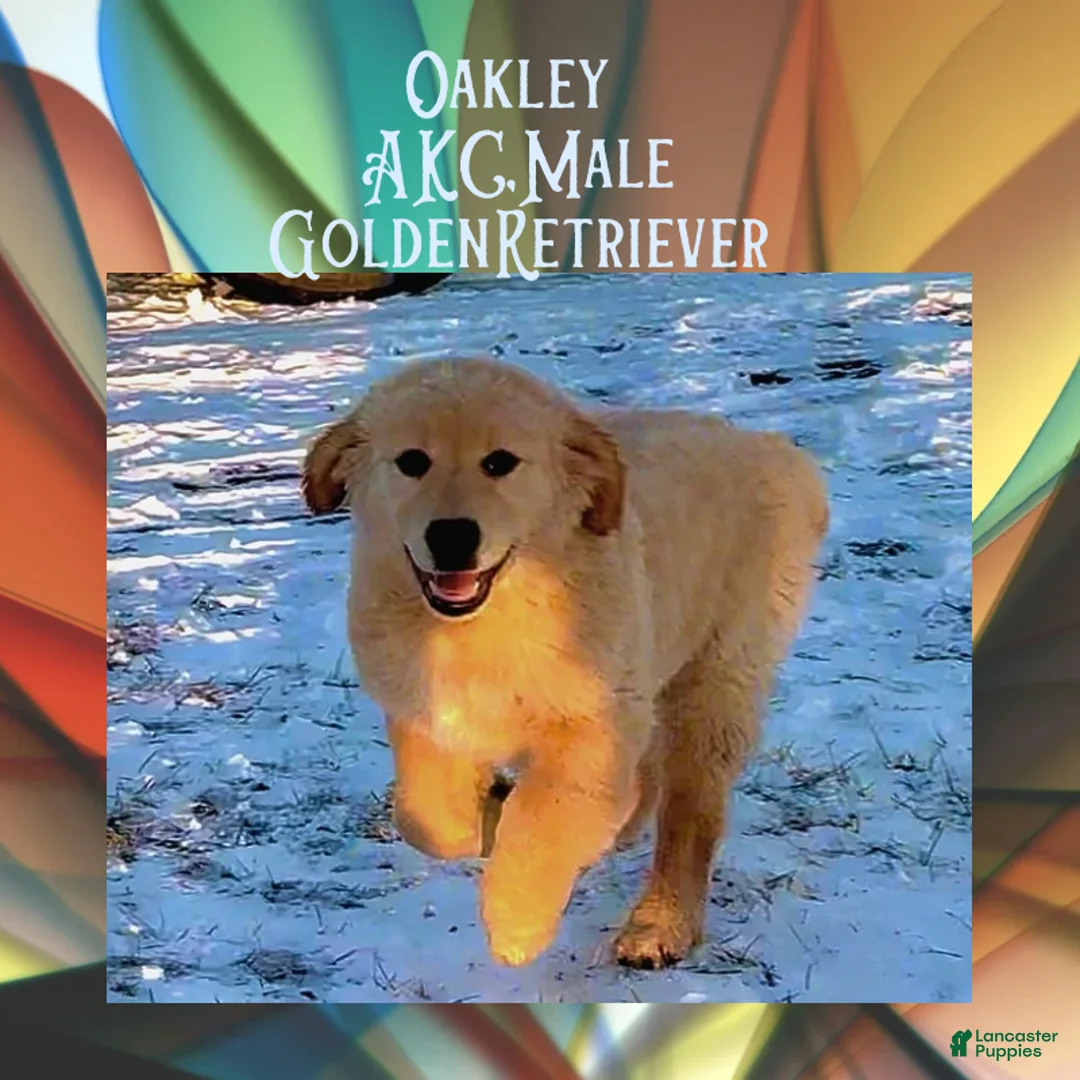 Golden Retriever dogs for sale: Oakley, Golden Retriever, Male - Ad 8