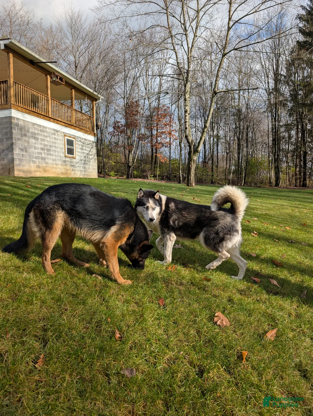 Gerberian Shepsky dogs for sale: Callie  - Ad 5