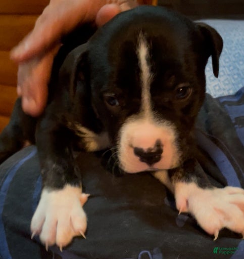 Gallery Image {{count}}