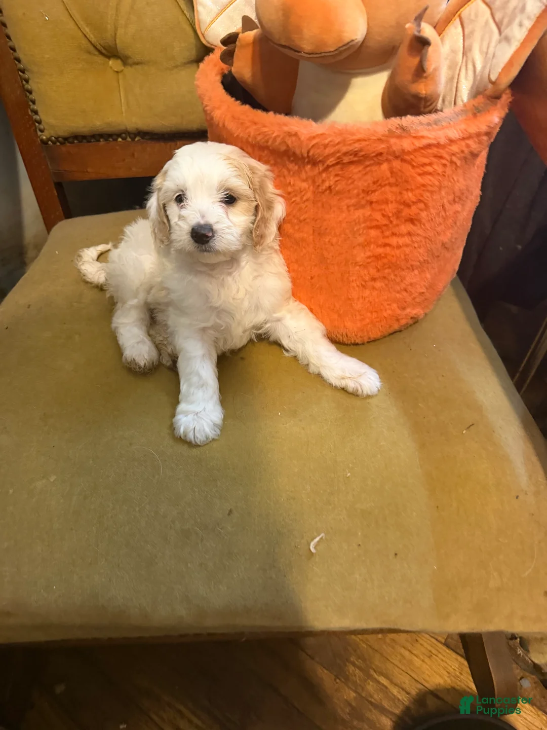 Lhasapoo dogs for sale: Luna  - Ad 2