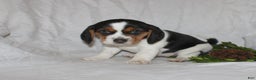Beagle dogs for sale: Twinkles - Ad 1