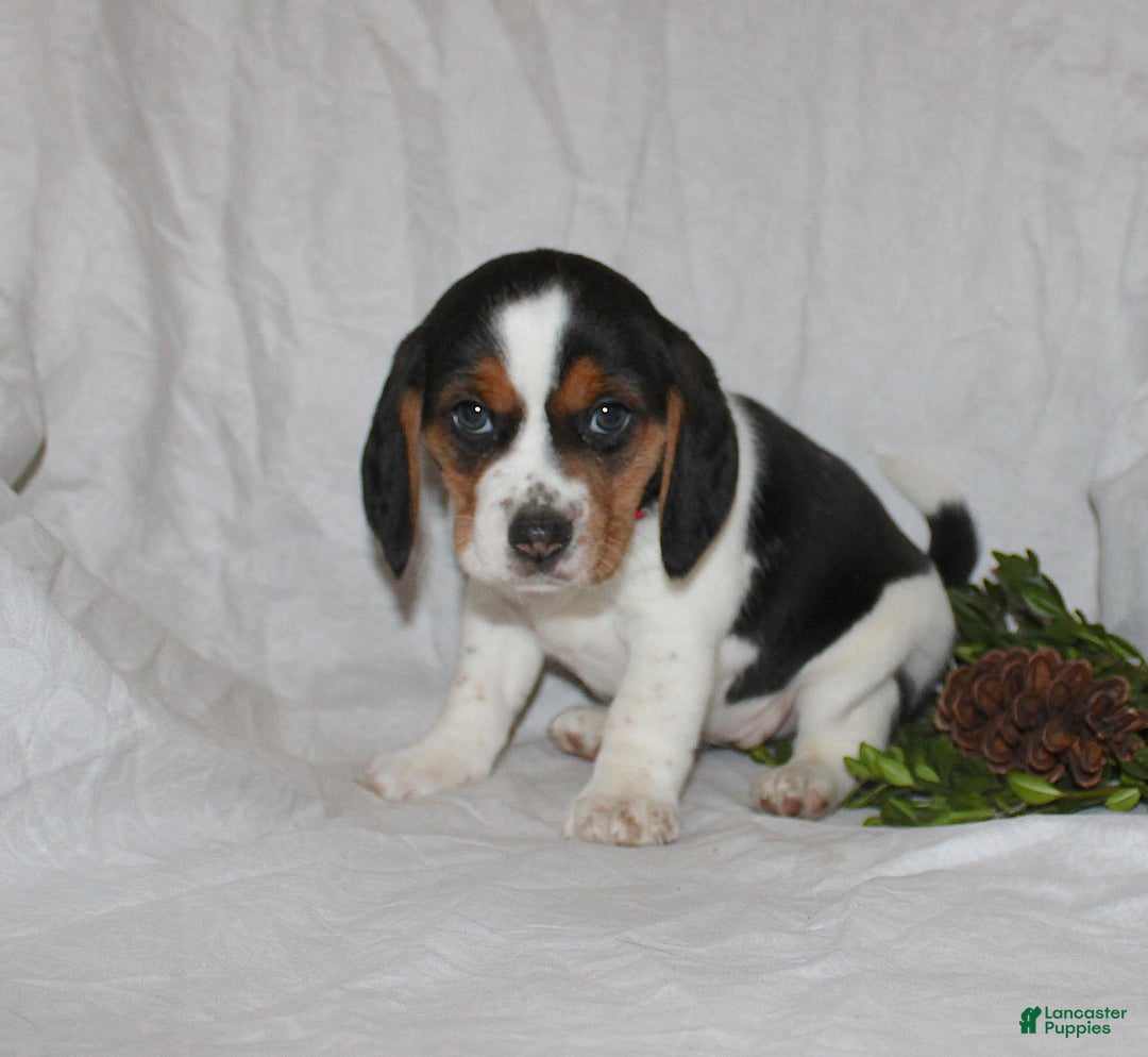 Beagle dogs for sale: Twinkles - Ad 1