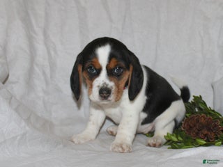 Beagle dogs Twinkles - Ad 34