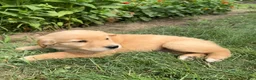 Golden Retriever dogs for sale: Emma - Ad 5