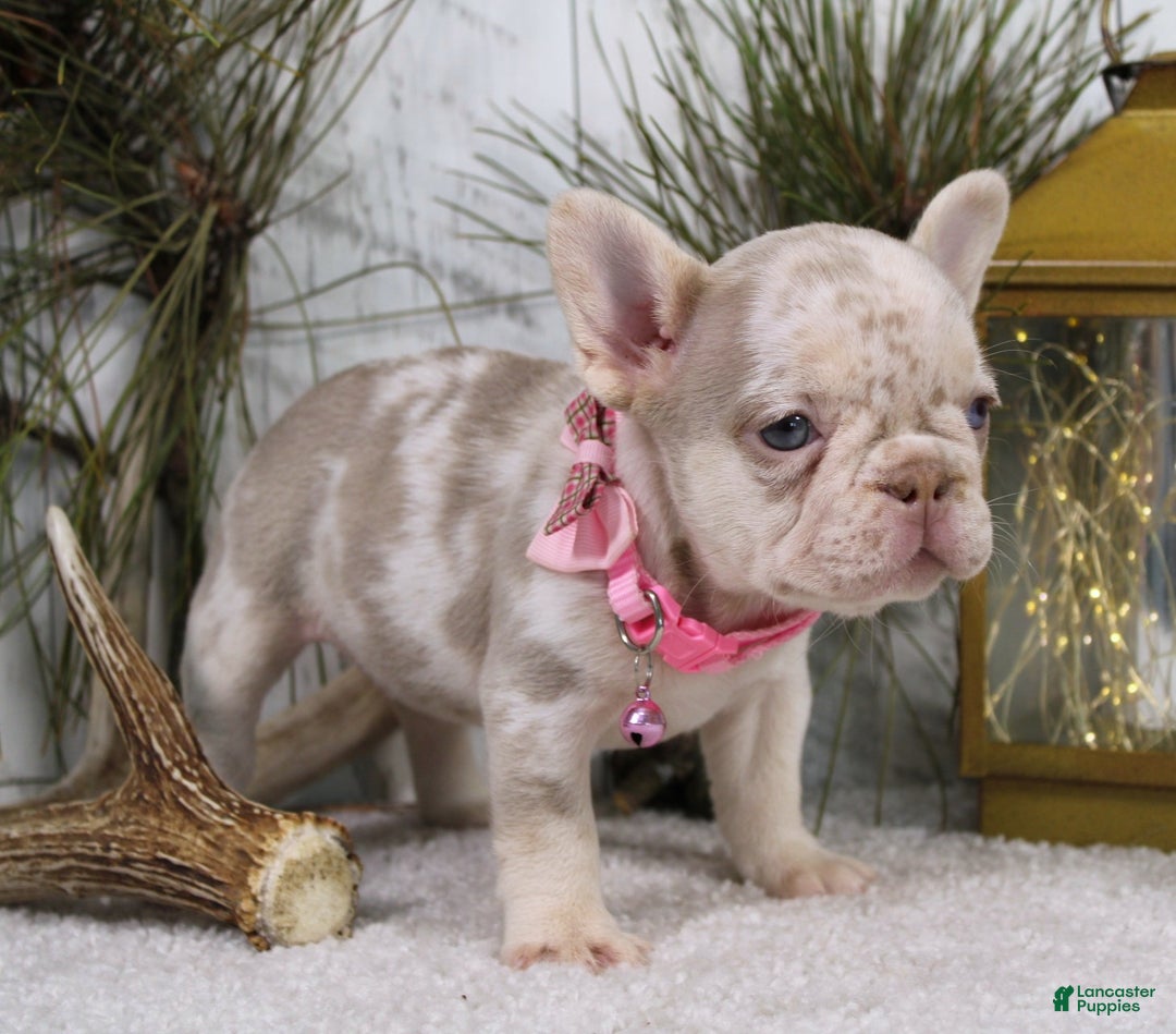 French Bulldog dogs for sale: Goldie - Ad 3