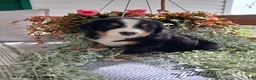 Bernese Mountain Dog dogs for sale: Ashley - Ad 6