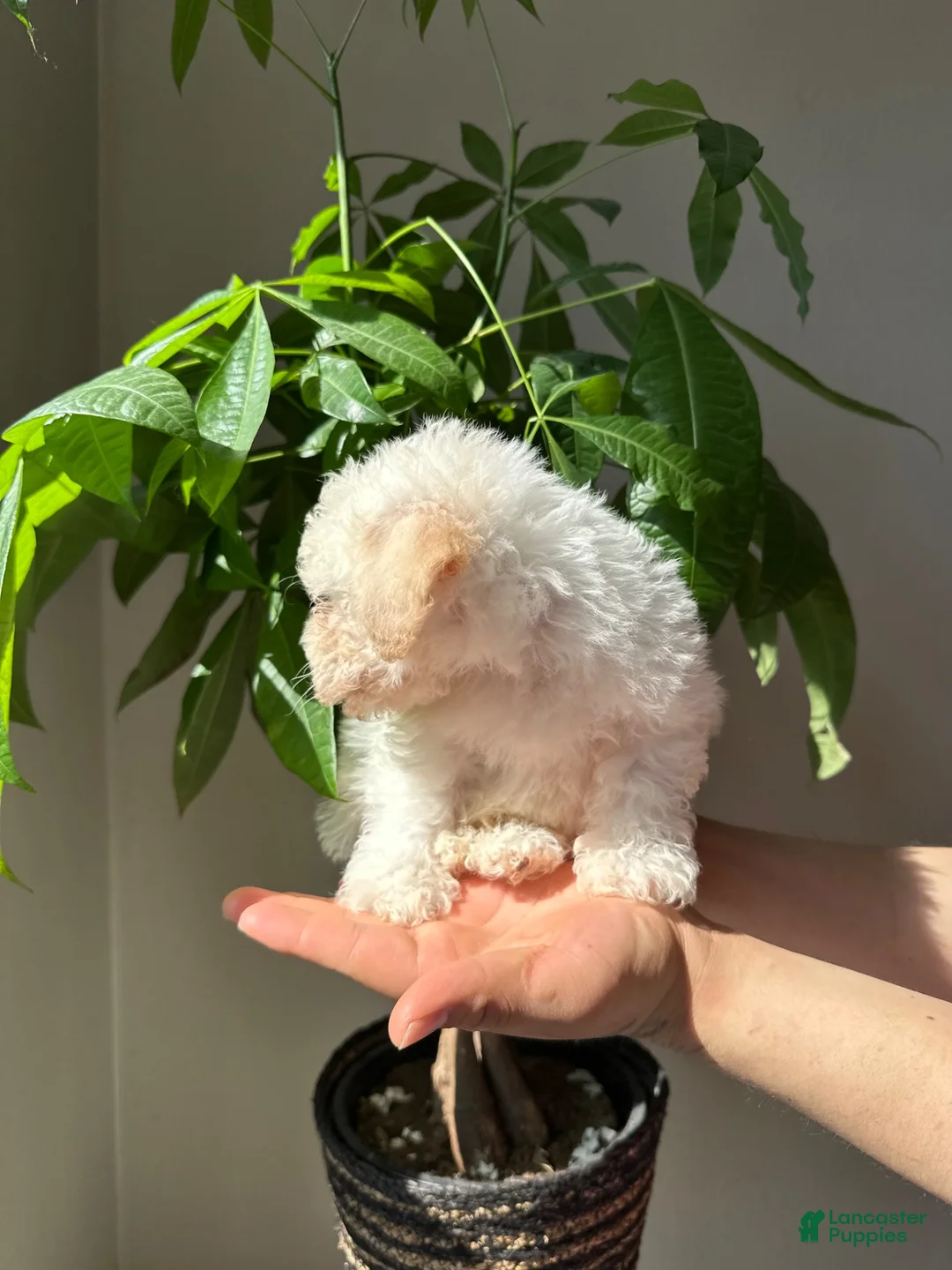 Maltipoo dogs for sale: Maltipoo 1 - Ad 1