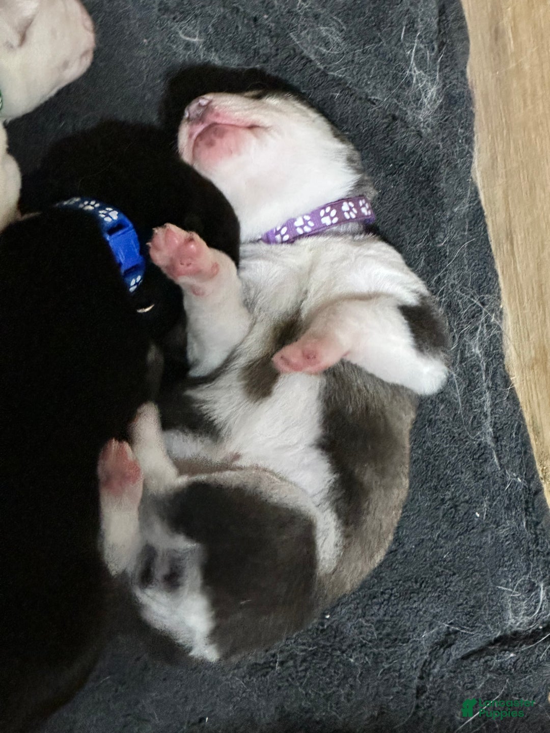Siberian Husky dogs for sale: Siberian Husky Puppy 1 - Ad 7