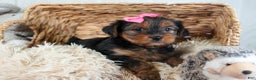 Yorkshire Terrier dogs for sale: CASSIE - Ad 8