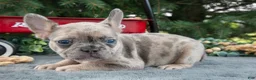 French Bulldog dogs for sale: Fracnes - Ad 1