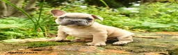 French Bulldog dogs for sale: Maestro - Ad 1