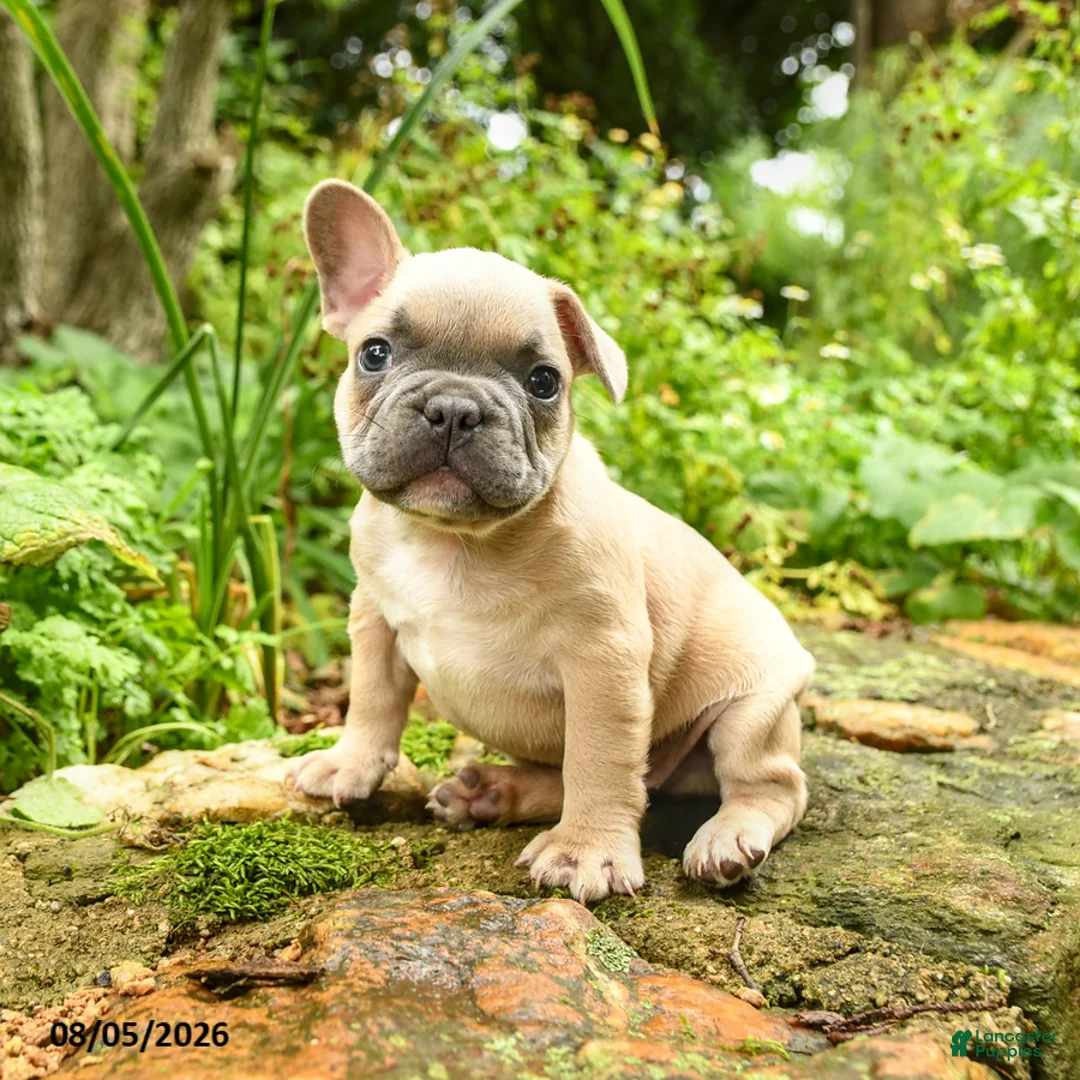 French Bulldog dogs for sale: Maestro - Ad 1