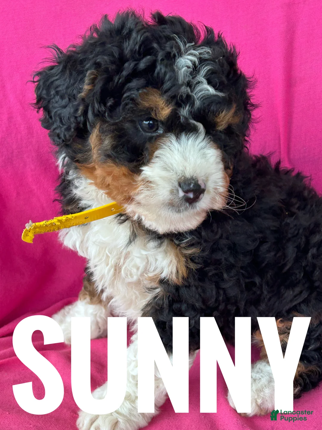 Mini Bernedoodle dogs for sale: SUNNY - Ad 2