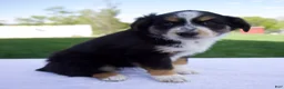 Australian Shepherd dogs for sale: Poppy - Ad 4