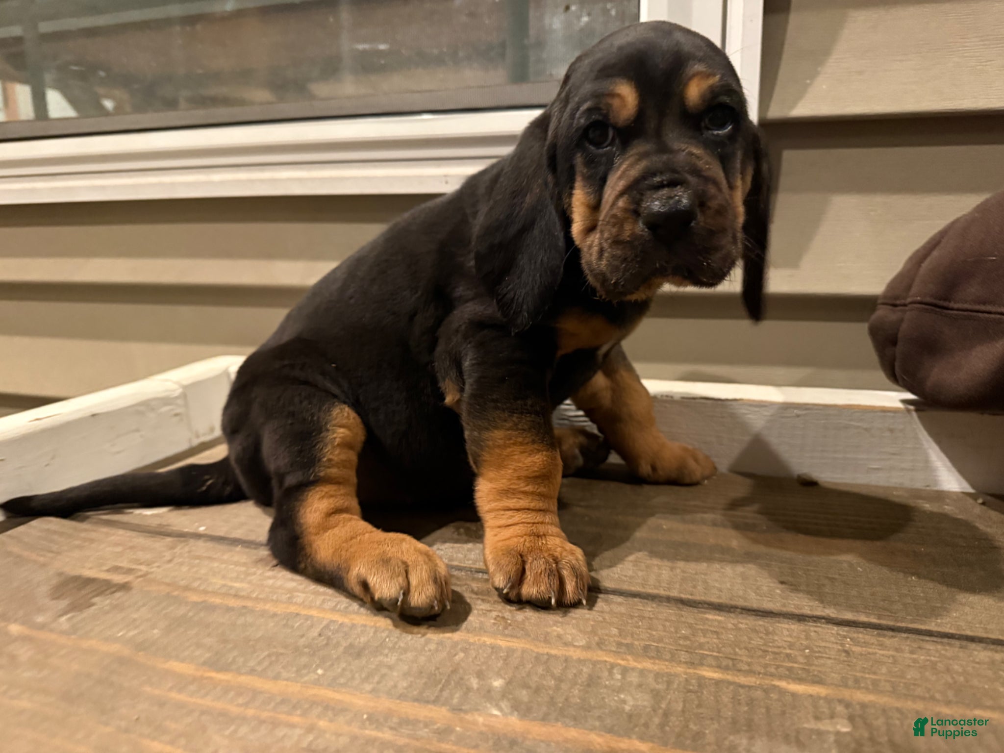 Bloodhound dogs Jasmine - Ad 1