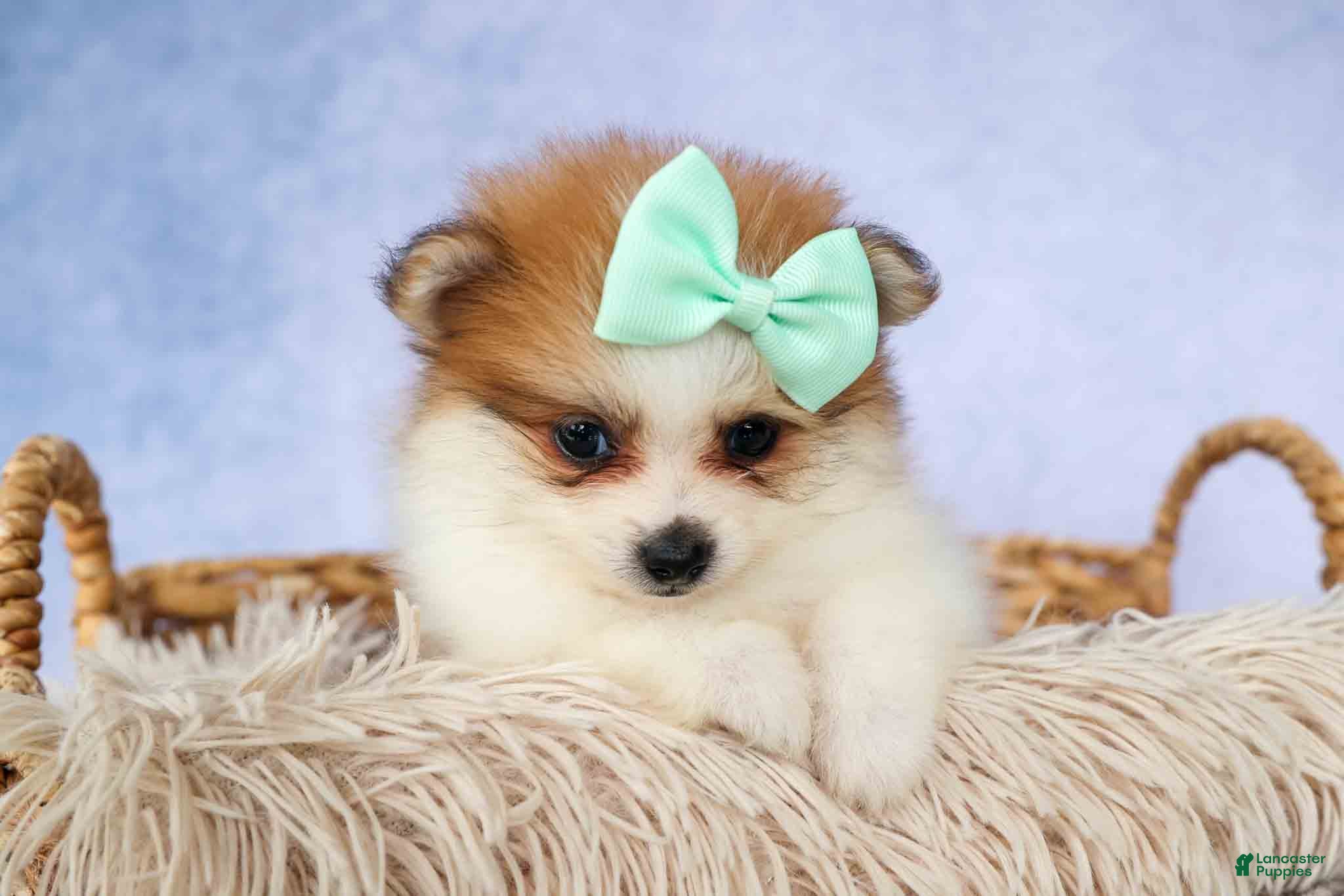 Pomeranian dogs Frankie 🐶 - Ad 2